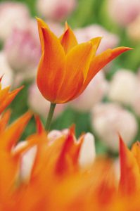 How to be healthy during spring